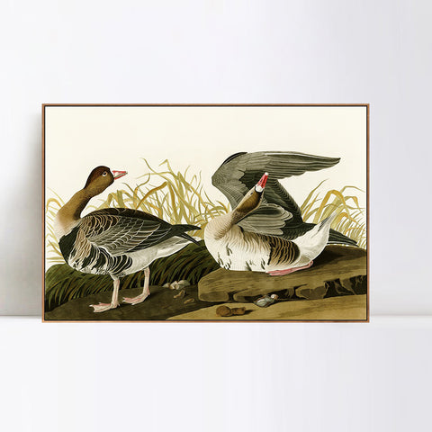 INVIN ART Framed Canvas Giclee Print White-fronted Goose by John James Audubon Wall Art Living Room Home Office Decorations