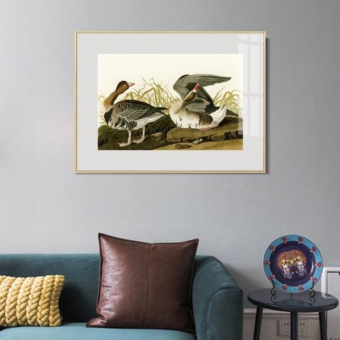 INVIN ART Metal Framed Canvas Giclee Print White-fronted Goose by John James Audubon Wall Art Living Room Home Office Decorations
