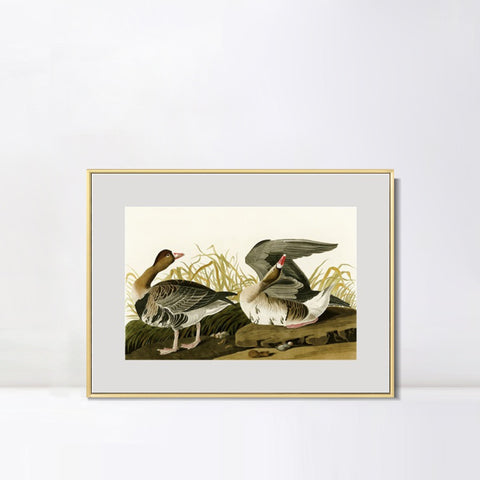 INVIN ART Metal Framed Canvas Giclee Print White-fronted Goose by John James Audubon Wall Art Living Room Home Office Decorations
