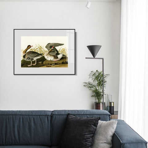 INVIN ART Metal Framed Canvas Giclee Print White-fronted Goose by John James Audubon Wall Art Living Room Home Office Decorations