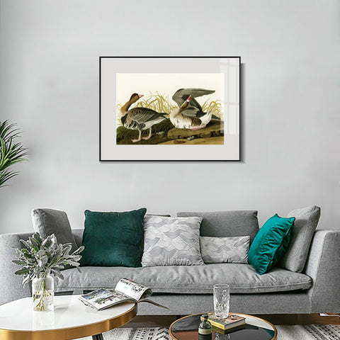 INVIN ART Metal Framed Canvas Giclee Print White-fronted Goose by John James Audubon Wall Art Living Room Home Office Decorations