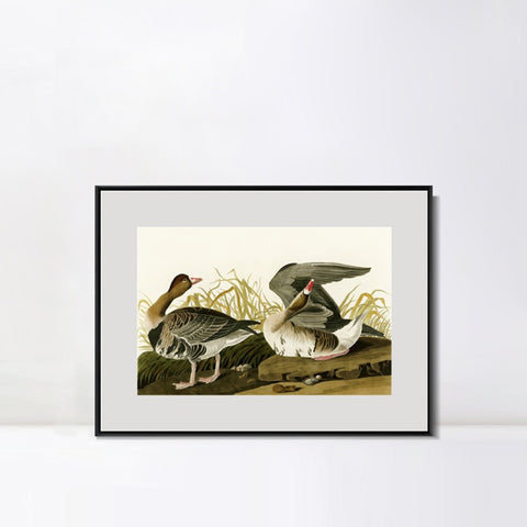 INVIN ART Metal Framed Canvas Giclee Print White-fronted Goose by John James Audubon Wall Art Living Room Home Office Decorations