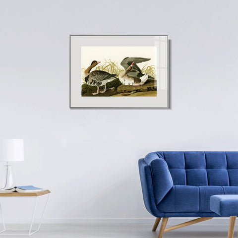 INVIN ART Metal Framed Canvas Giclee Print White-fronted Goose by John James Audubon Wall Art Living Room Home Office Decorations