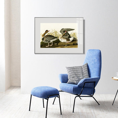 INVIN ART Metal Framed Canvas Giclee Print White-fronted Goose by John James Audubon Wall Art Living Room Home Office Decorations