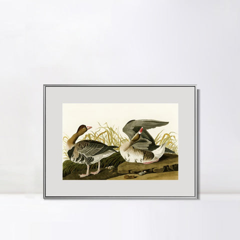 INVIN ART Metal Framed Canvas Giclee Print White-fronted Goose by John James Audubon Wall Art Living Room Home Office Decorations