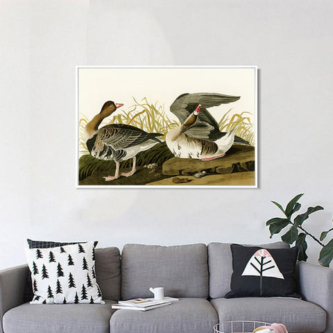 INVIN ART Framed Canvas Giclee Print White-fronted Goose by John James Audubon Wall Art Living Room Home Office Decorations