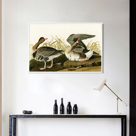 INVIN ART Framed Canvas Giclee Print White-fronted Goose by John James Audubon Wall Art Living Room Home Office Decorations
