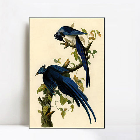 INVIN ART Framed Canvas Giclee Print Columbia Jay by John James Audubon Wall Art Living Room Home Office Decorations