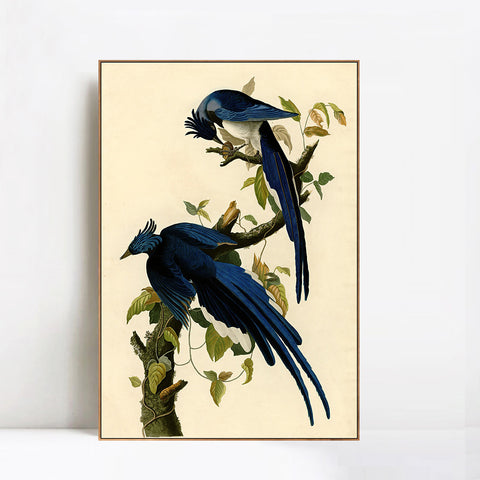 INVIN ART Framed Canvas Giclee Print Columbia Jay by John James Audubon Wall Art Living Room Home Office Decorations