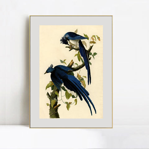 INVIN ART Metal Framed Canvas Giclee Print Columbia Jay by John James Audubon Wall Art Living Room Home Office Decorations