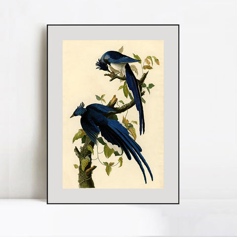 INVIN ART Metal Framed Canvas Giclee Print Columbia Jay by John James Audubon Wall Art Living Room Home Office Decorations
