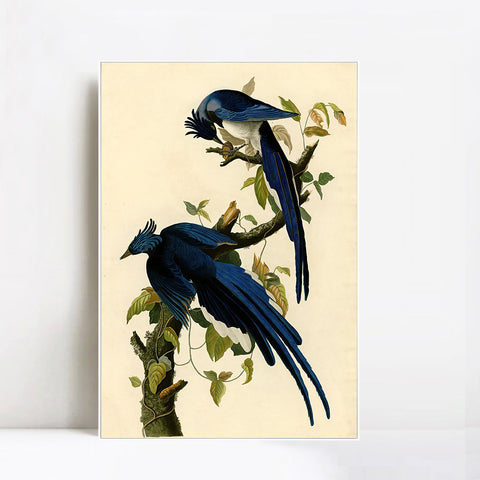 INVIN ART Framed Canvas Giclee Print Columbia Jay by John James Audubon Wall Art Living Room Home Office Decorations
