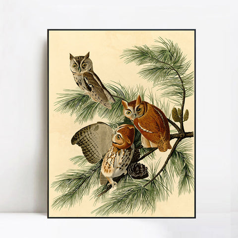 INVIN ART Framed Canvas Giclee Print Little Screech Owl by John James Audubon Wall Art Living Room Home Office Decorations