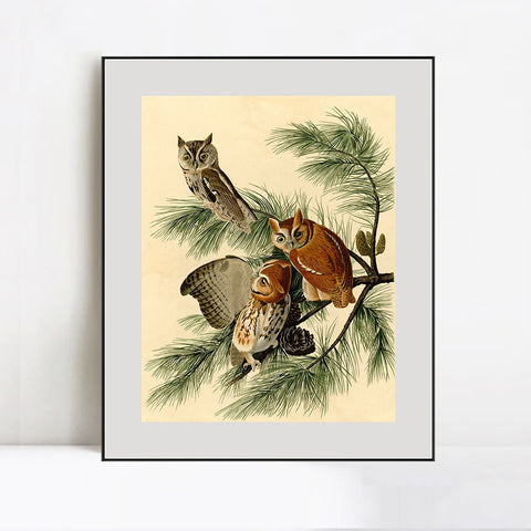 INVIN ART Metal Framed Canvas Giclee Print Little Screech Owl by John James Audubon Wall Art Living Room Home Office Decorations