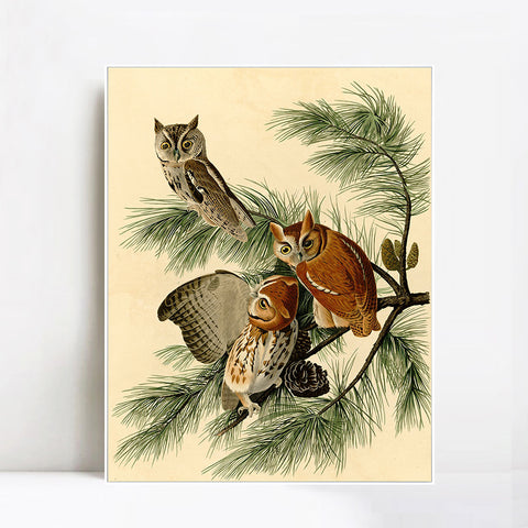 INVIN ART Framed Canvas Giclee Print Little Screech Owl by John James Audubon Wall Art Living Room Home Office Decorations