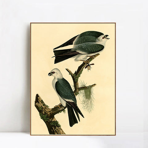 INVIN ART Framed Canvas Giclee Print Mississippi Kite by John James Audubon Wall Art Living Room Home Office Decorations
