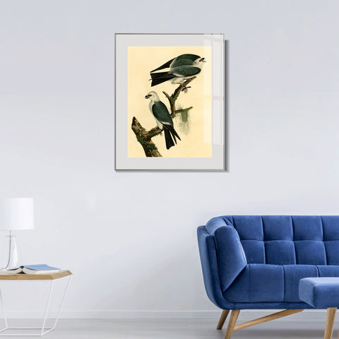 INVIN ART Metal Framed Canvas Giclee Print Mississippi Kite by John James Audubon Wall Art Living Room Home Office Decorations