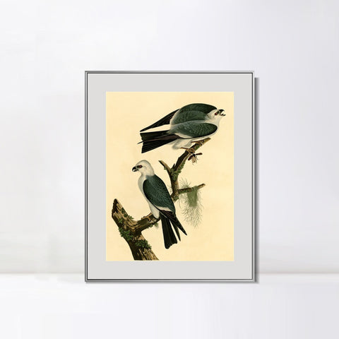 INVIN ART Metal Framed Canvas Giclee Print Mississippi Kite by John James Audubon Wall Art Living Room Home Office Decorations