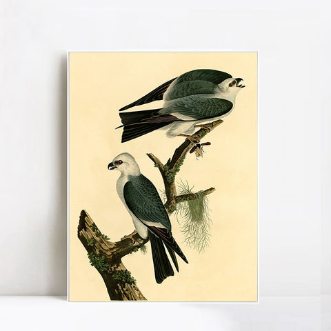 INVIN ART Framed Canvas Giclee Print Mississippi Kite by John James Audubon Wall Art Living Room Home Office Decorations