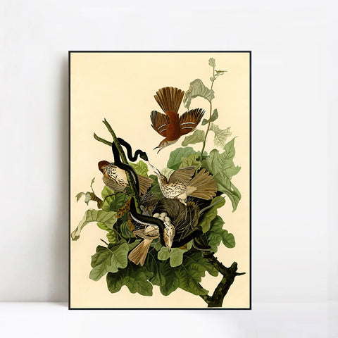 INVIN ART Framed Canvas Giclee Print Ferruginous Thrush by John James Audubon Wall Art Living Room Home Office Decorations