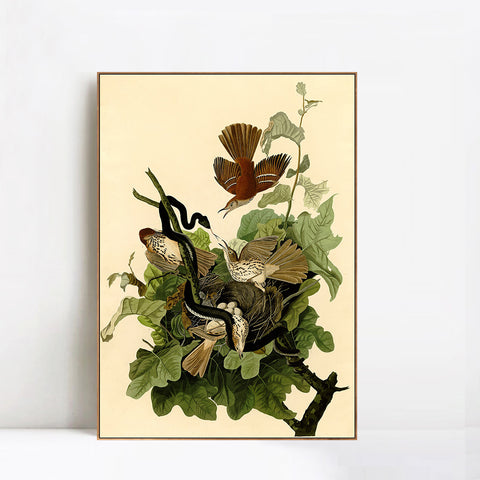 INVIN ART Framed Canvas Giclee Print Ferruginous Thrush by John James Audubon Wall Art Living Room Home Office Decorations