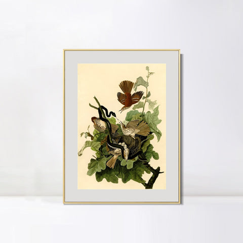 INVIN ART Metal Framed Canvas Giclee Print Ferruginous Thrush by John James Audubon Wall Art Living Room Home Office Decorations