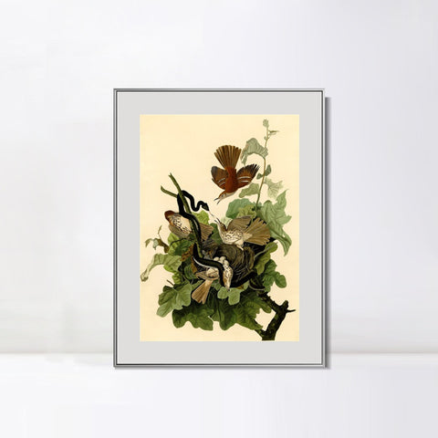 INVIN ART Metal Framed Canvas Giclee Print Ferruginous Thrush by John James Audubon Wall Art Living Room Home Office Decorations