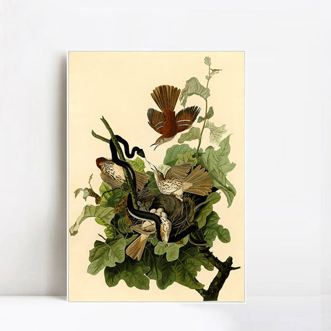 INVIN ART Framed Canvas Giclee Print Ferruginous Thrush by John James Audubon Wall Art Living Room Home Office Decorations