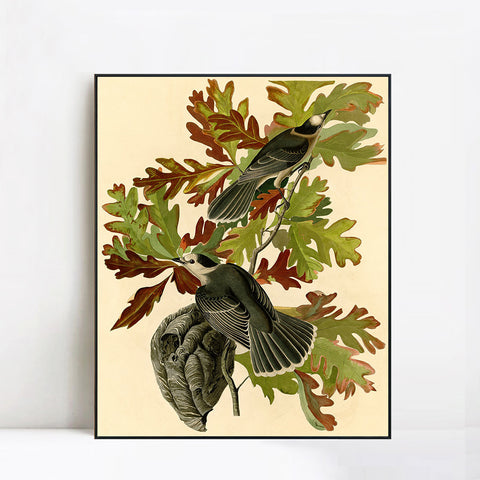 INVIN ART Framed Canvas Giclee Print Canada Jay by John James Audubon Wall Art Living Room Home Office Decorations