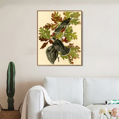 INVIN ART Framed Canvas Giclee Print Canada Jay by John James Audubon Wall Art Living Room Home Office Decorations