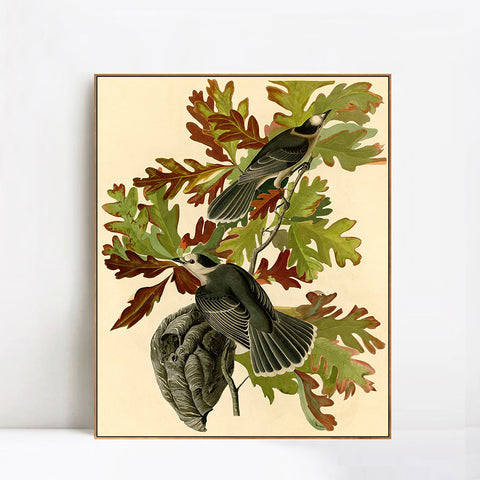 INVIN ART Framed Canvas Giclee Print Canada Jay by John James Audubon Wall Art Living Room Home Office Decorations
