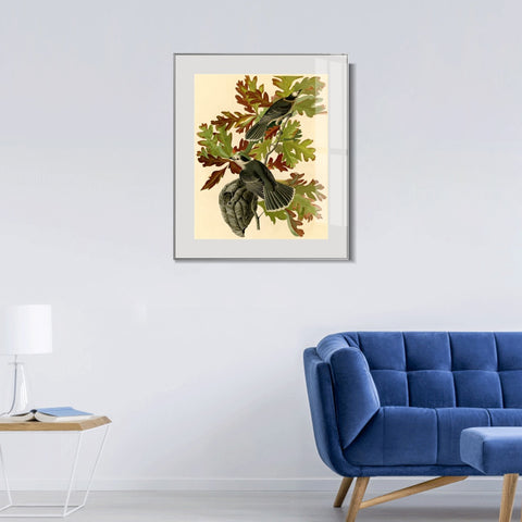INVIN ART Metal Framed Canvas Giclee Print Canada Jay by John James Audubon Wall Art Living Room Home Office Decorations
