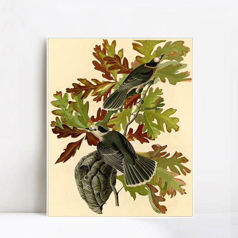 INVIN ART Framed Canvas Giclee Print Canada Jay by John James Audubon Wall Art Living Room Home Office Decorations