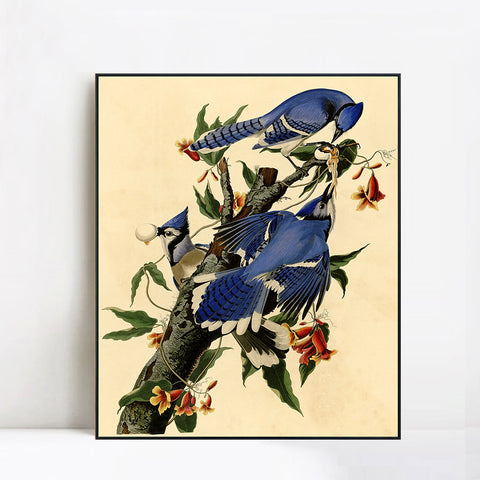 INVIN ART Framed Canvas Giclee Print Blue Jay by John James Audubon Wall Art Living Room Home Office Decorations