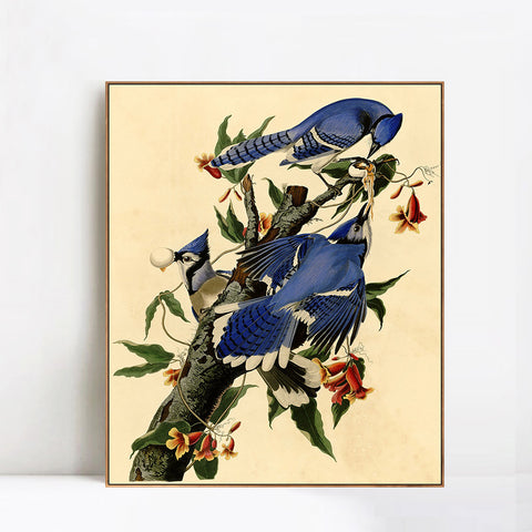 INVIN ART Framed Canvas Giclee Print Blue Jay by John James Audubon Wall Art Living Room Home Office Decorations