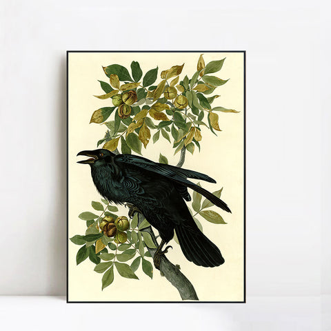 INVIN ART Framed Canvas Giclee Print Raven by John James Audubon Wall Art Living Room Home Office Decorations