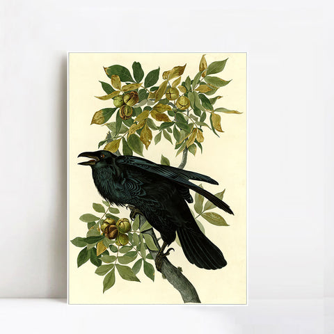 INVIN ART Framed Canvas Giclee Print Raven by John James Audubon Wall Art Living Room Home Office Decorations
