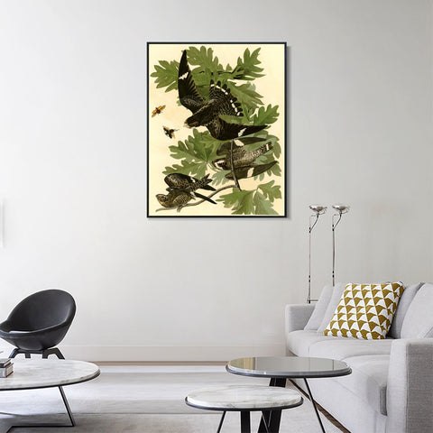 INVIN ART Framed Canvas Giclee Print Night Hawk by John James Audubon Wall Art Living Room Home Office Decorations