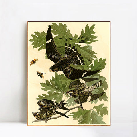 INVIN ART Framed Canvas Giclee Print Night Hawk by John James Audubon Wall Art Living Room Home Office Decorations