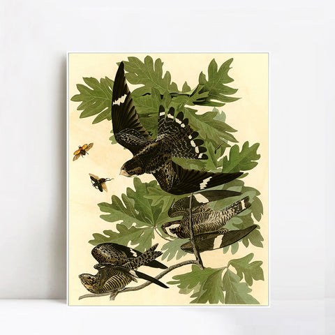 INVIN ART Framed Canvas Giclee Print Night Hawk by John James Audubon Wall Art Living Room Home Office Decorations