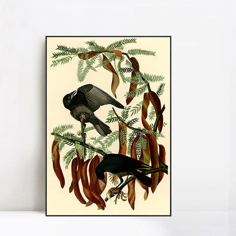 INVIN ART Framed Canvas Giclee Print Fish Crow by John James Audubon Wall Art Living Room Home Office Decorations