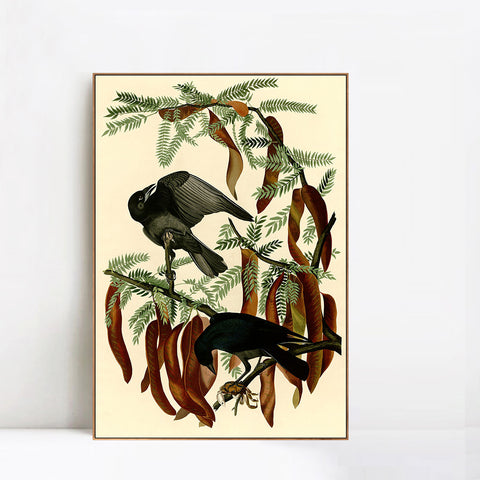 INVIN ART Framed Canvas Giclee Print Fish Crow by John James Audubon Wall Art Living Room Home Office Decorations