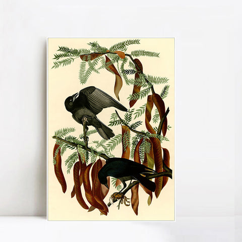 INVIN ART Framed Canvas Giclee Print Fish Crow by John James Audubon Wall Art Living Room Home Office Decorations