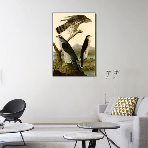 INVIN ART Framed Canvas Giclee Print Stanley Hawk by John James Audubon Wall Art Living Room Home Office Decorations