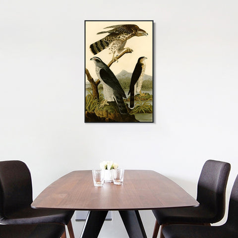 INVIN ART Framed Canvas Giclee Print Stanley Hawk by John James Audubon Wall Art Living Room Home Office Decorations