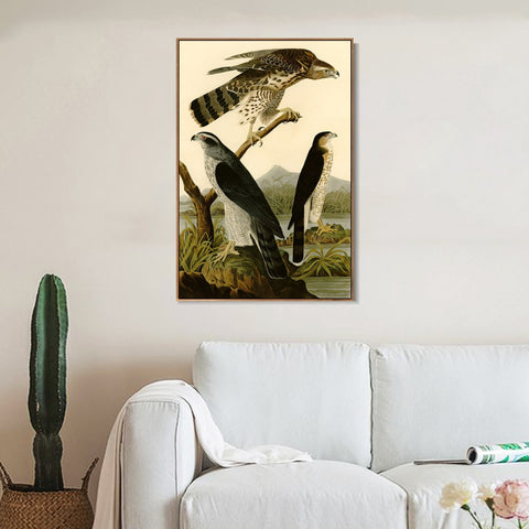 INVIN ART Framed Canvas Giclee Print Stanley Hawk by John James Audubon Wall Art Living Room Home Office Decorations