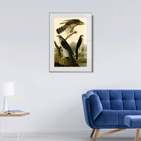 INVIN ART Metal Framed Canvas Giclee Print Stanley Hawk by John James Audubon Wall Art Living Room Home Office Decorations