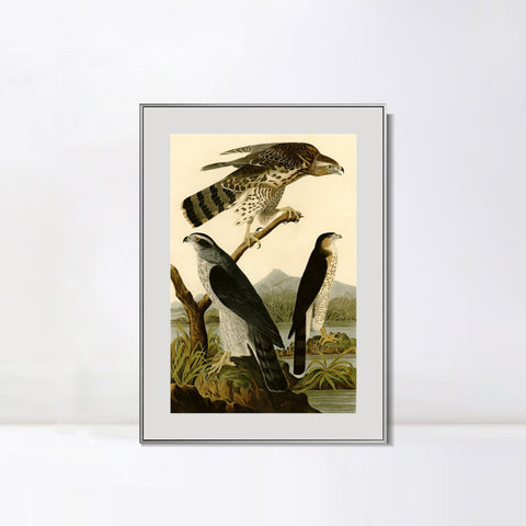 INVIN ART Metal Framed Canvas Giclee Print Stanley Hawk by John James Audubon Wall Art Living Room Home Office Decorations