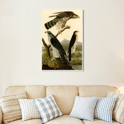 INVIN ART Framed Canvas Giclee Print Stanley Hawk by John James Audubon Wall Art Living Room Home Office Decorations