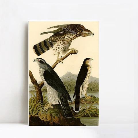 INVIN ART Framed Canvas Giclee Print Stanley Hawk by John James Audubon Wall Art Living Room Home Office Decorations